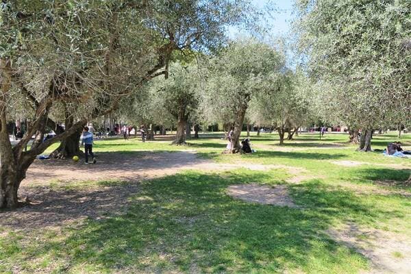 Jardins de Cimiez — Cimiez gardens, olive trees